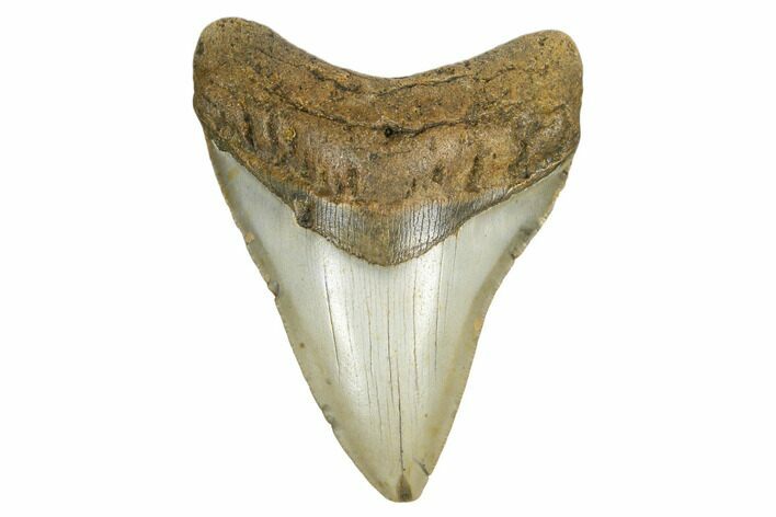 Fossil Megalodon Tooth - North Carolina #164990